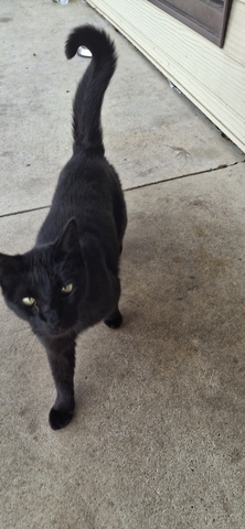 2 cats - Nex-Tech Classifieds