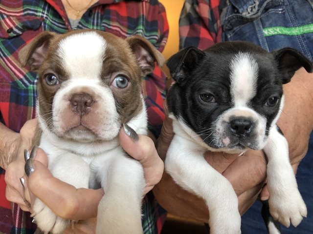 Boston Terrier Puppy’s BW/Red &White NexTech Classifieds