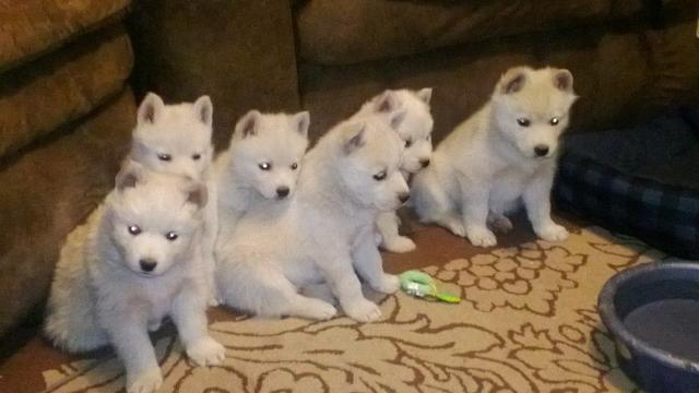 Huskimos for sale sale