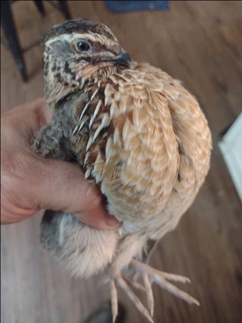 Jumbo Quail for Meat or Dog Training - Nex-Tech Classifieds