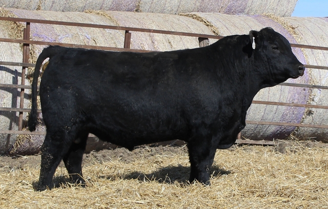 James Angus Bull Sale - March 12th - Nex-Tech Classifieds