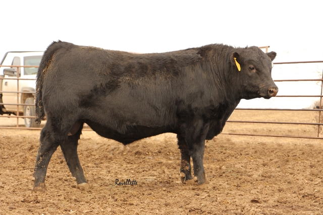 James Angus - Selling 84 Bulls - Nex-tech Classifieds