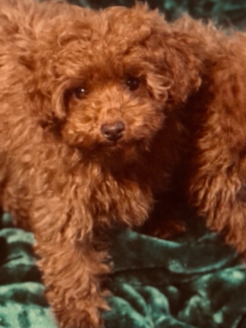 Rare Red Toy Poodle Pups Nex Tech