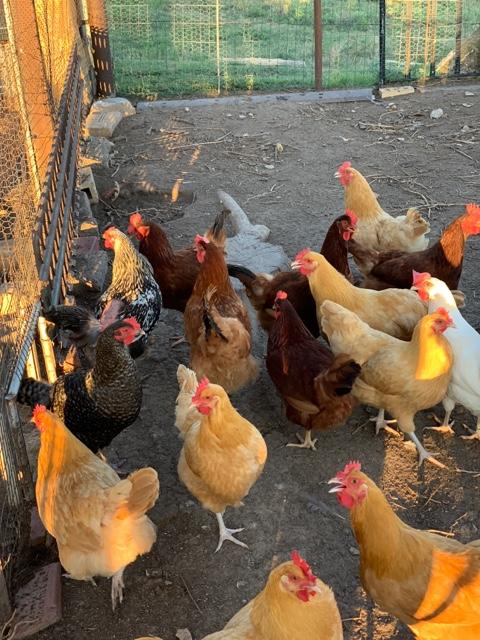 Laying Hens Chickens Nex Tech Classifieds