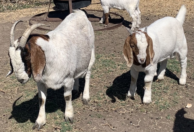 traditional boer buckling - Nex-Tech Classifieds