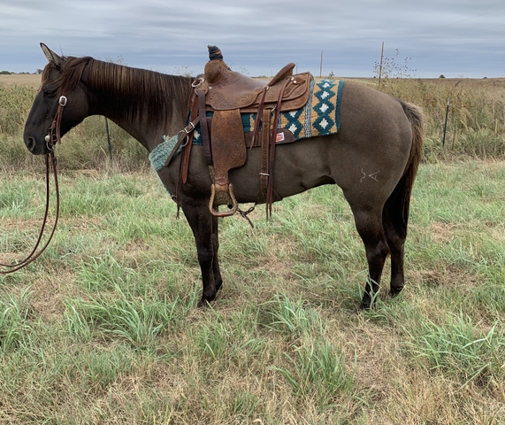 3 gentle affordable geldings - Nex-Tech Classifieds