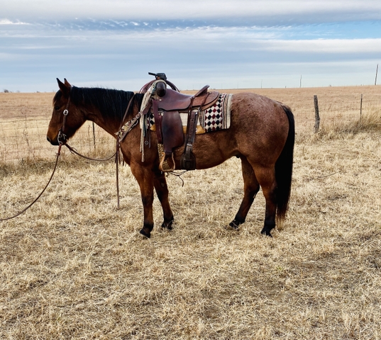 Newt 9 year old grade gelding - Nex-Tech Classifieds