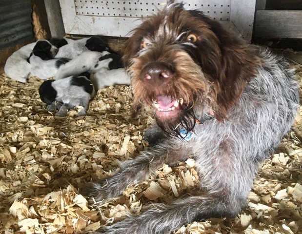 german wirehaired pointer akc