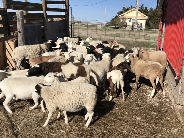 Katahdin/ Dorper hair sheep ewes available - Nex-Tech Classifieds