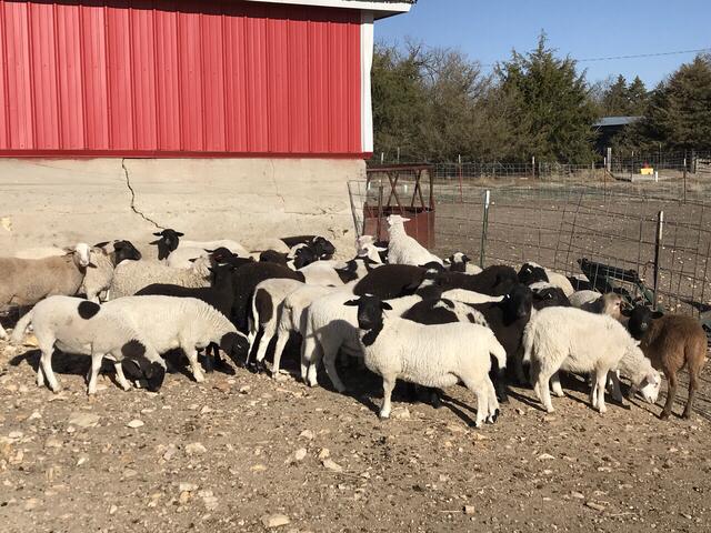 Katahdin/ Dorper hair ewe lamb sheep - Nex-Tech Classifieds