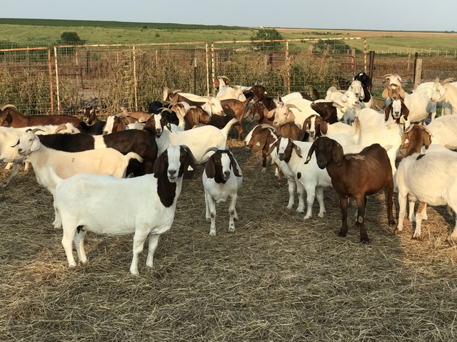 Boer Goat Nannies - Nex-Tech Classifieds