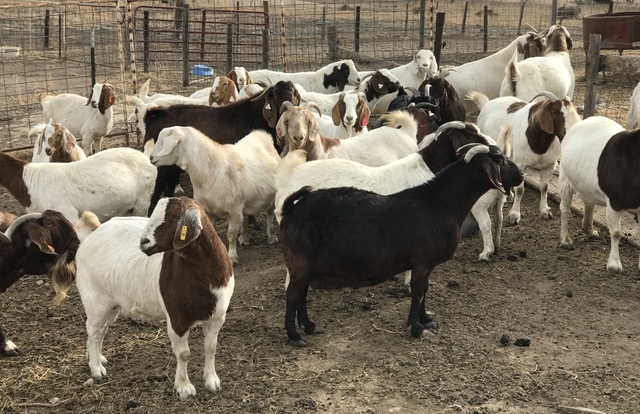 Boer Goats / Nannies - Nex-Tech Classifieds