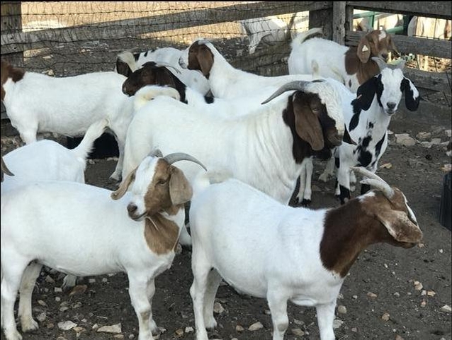 Boer Goat Nannies - Nex-Tech Classifieds