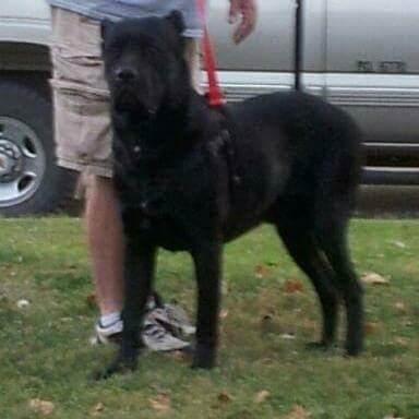 Sold Cane Corso Puppies