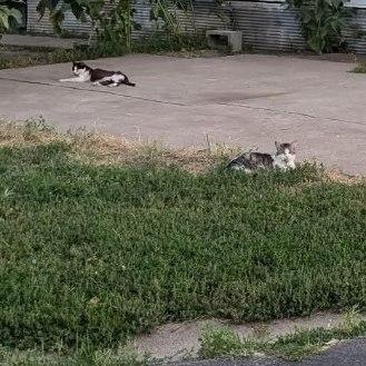 Cats - Nex-Tech Classifieds