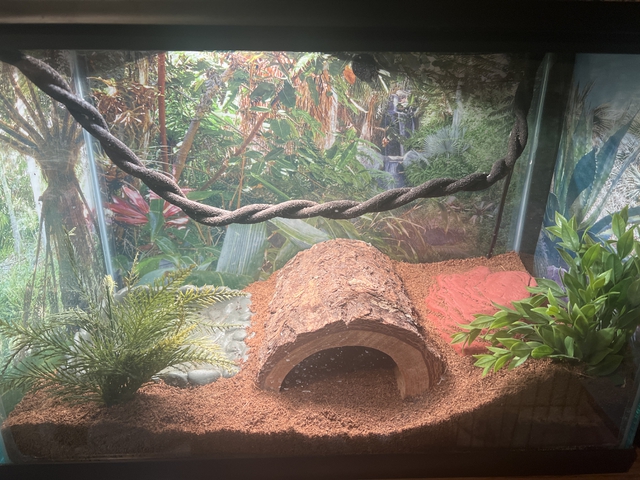 Fancy assorted ball python. Everything included - Nex-Tech Classifieds