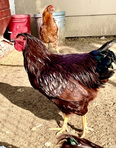 Exhibition/Heritage Road Island Rooster. - Nex-Tech Classifieds