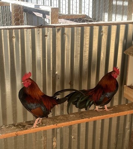 BB Red bantams roosters - Nex-Tech Classifieds