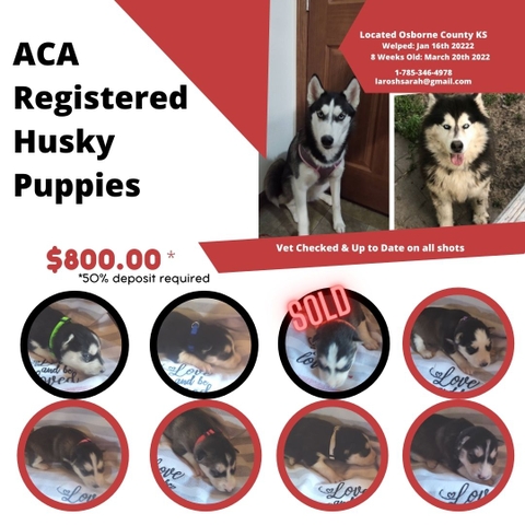 Husky Puppies ACA Registered - Nex-Tech Classifieds