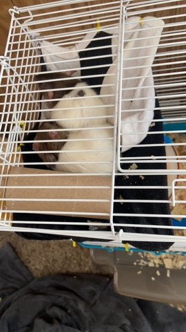 Free Pet Rats FREE PET RATS - Nex-Tech Classifieds