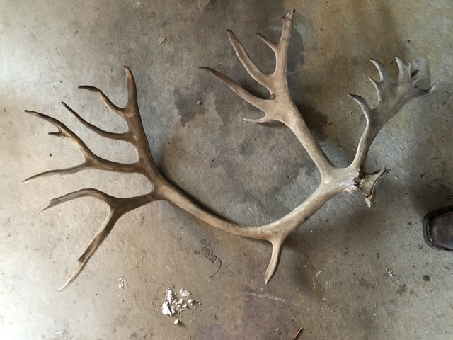 caribou antlers