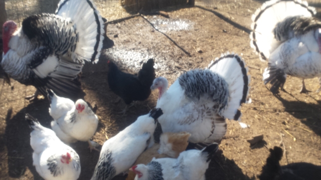 jersey giant pullet