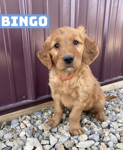 AKC Golden Retriever Pups - Nex-Tech Classifieds