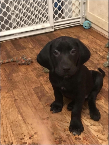 Lab German Shorthair Golden Retriever Nex Tech Classifieds