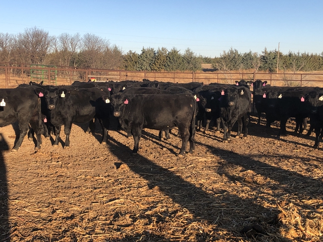 41 Purebred Black Angus Bred Heifers - Nex-Tech Classifieds