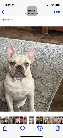 male French Bulldog - Nex-Tech Classifieds