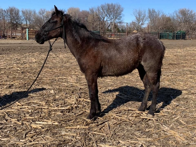 AQHA Stud colt 2year old and weanling - Nex-Tech Classifieds