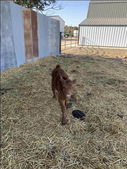 Baby Calves for Sale - Nex-Tech Classifieds