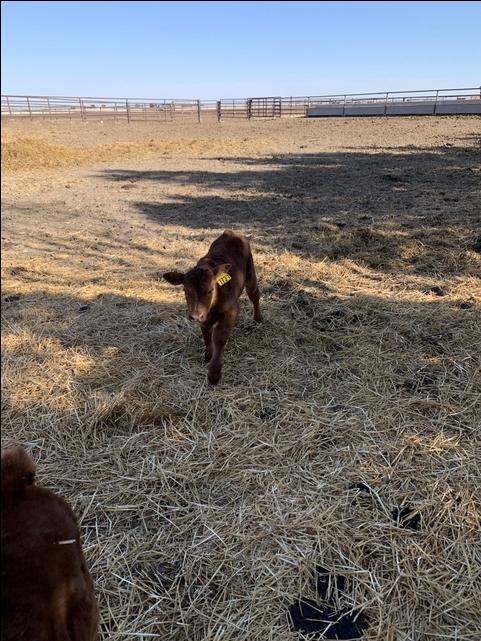 Baby Calves For Sale - Nex-tech Classifieds