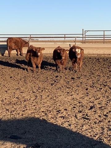 Red Angus Replacement Heifers For Sale - Nex-Tech Classifieds