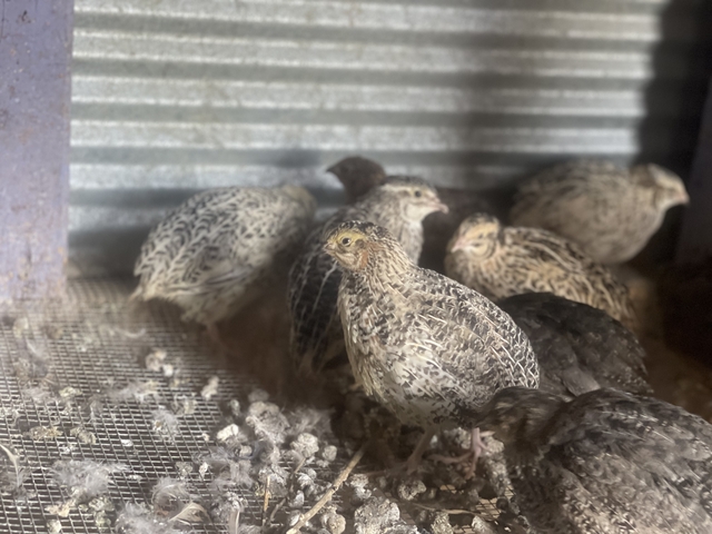 Coturnix Quail - Nex-Tech Classifieds