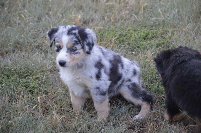 Miniature australian shepherd price hotsell