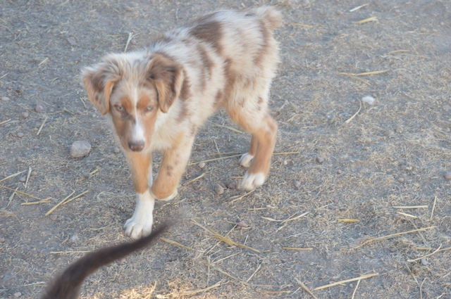 6 month old mini australian shepherd