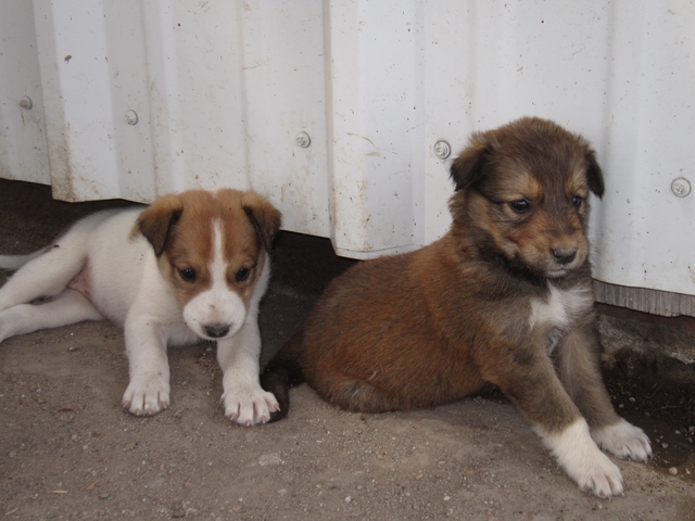 pyrenees border collie puppies