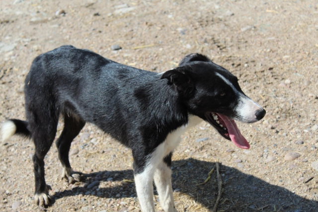 Free Border Collies - Nex-Tech Classifieds