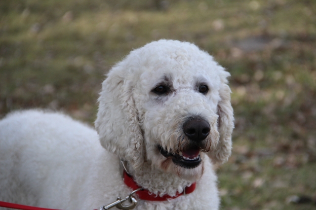 poodle stud