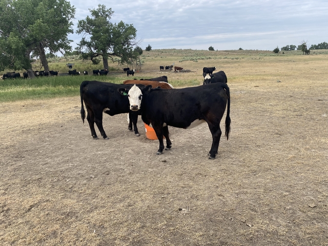 Home Raised Heifers Nex Tech Classifieds