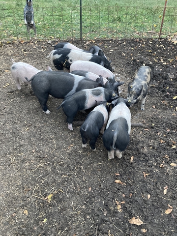 Show quality feeder pigs - Nex-Tech Classifieds