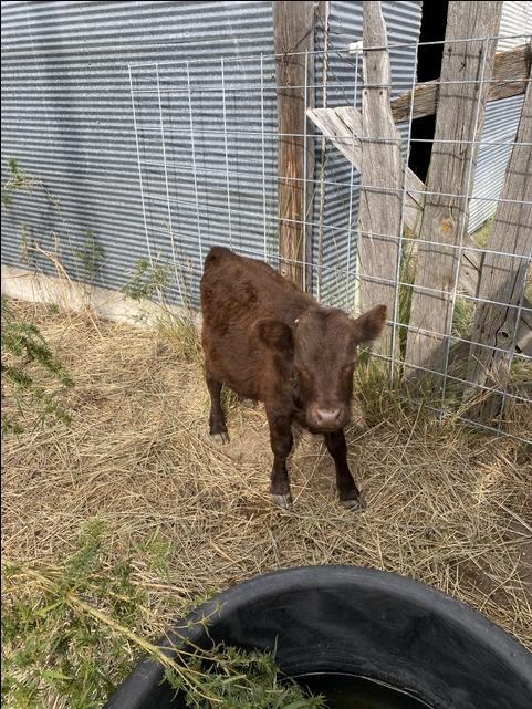 baby dexter cattle