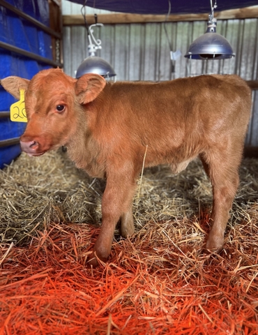 Red angus heifer calf - Nex-Tech Classifieds