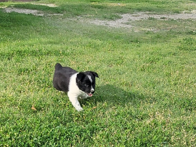 Mini Australian Shepherd - Nex-Tech Classifieds