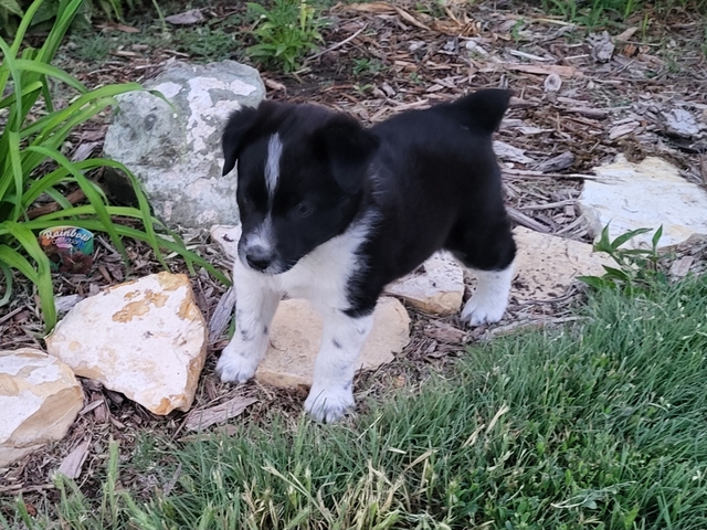 Mini Australian Shepherd - Nex-Tech Classifieds