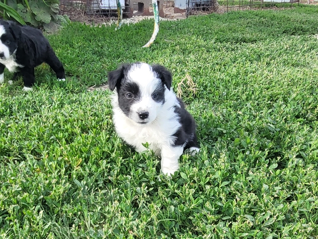 Mini Australian Shepherd - Nex-Tech Classifieds