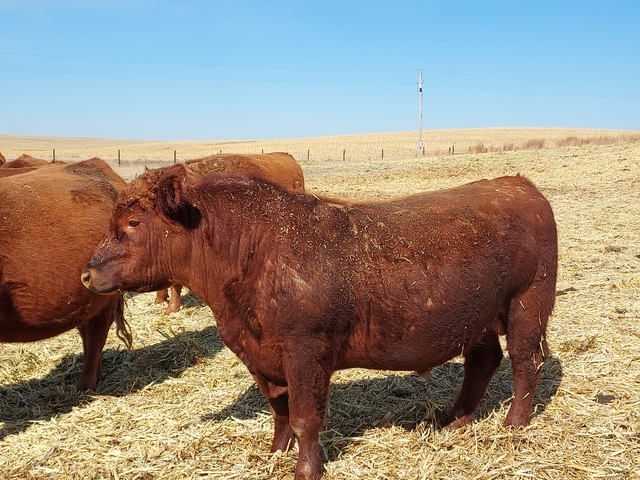 red-angus-2-year-old-heifer-bull-nex-tech-classifieds