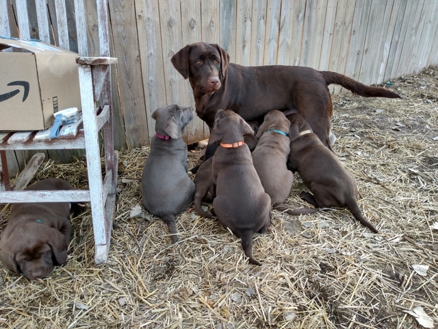 Labrador Puppies Nex Tech Classifieds