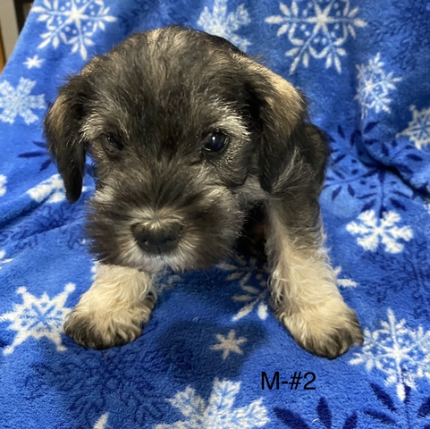 are schnauzers born with tails